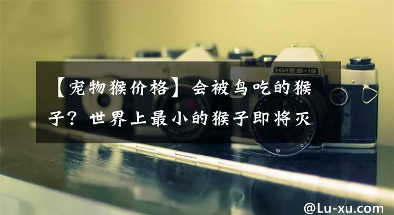 【宠物猴价格】会被鸟吃的猴子？世界上最小的猴子即将灭绝