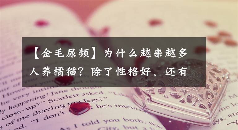 【金毛尿频】为什么越来越多人养橘猫？除了性格好，还有这些优点
