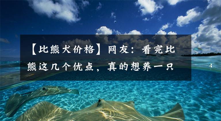 【比熊犬价格】网友：看完比熊这几个优点，真的想养一只了