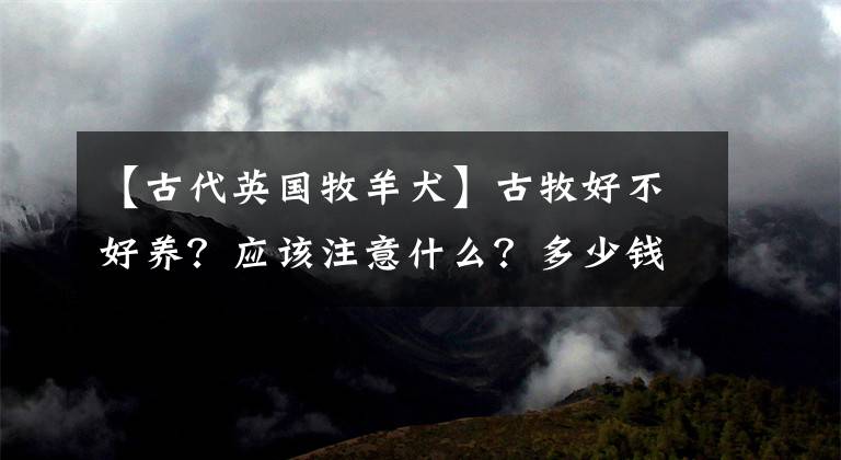 【古代英国牧羊犬】古牧好不好养？应该注意什么？多少钱合适入手？