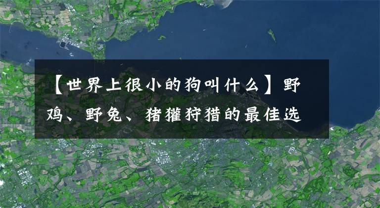 【世界上很小的狗叫什么】野鸡、野兔、猪獾狩猎的最佳选择，山丘上必不可少的中小型猎犬