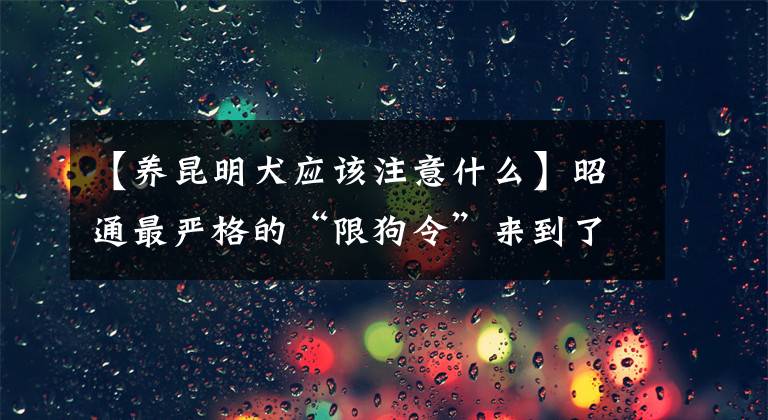 【养昆明犬应该注意什么】昭通最严格的“限狗令”来到了狗舍。先不要抗议。