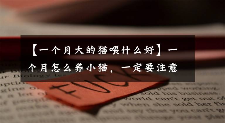 【一个月大的猫喂什么好】一个月怎么养小猫，一定要注意这几点