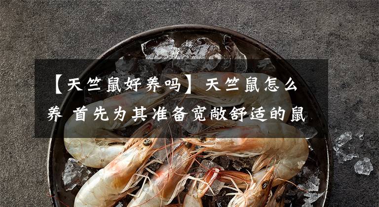 【天竺鼠好养吗】天竺鼠怎么养 首先为其准备宽敞舒适的鼠笼