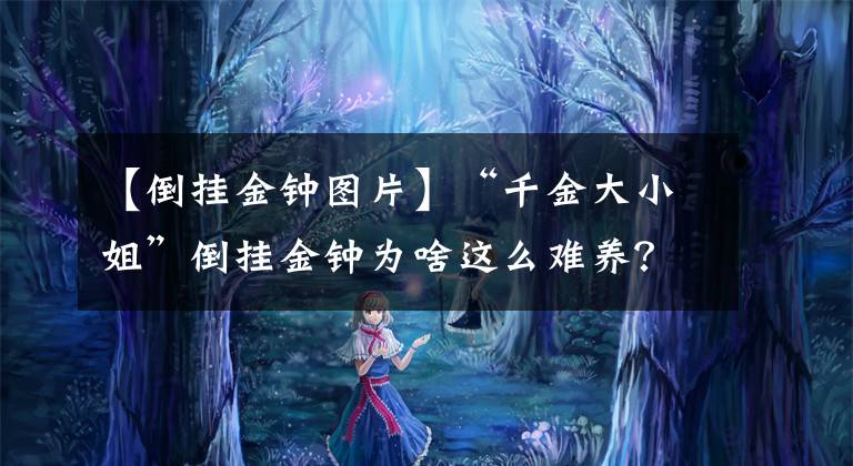 【倒挂金钟图片】“千金大小姐”倒挂金钟为啥这么难养？肯定是这几点你没做好