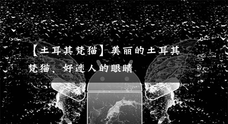 【土耳其梵猫】美丽的土耳其梵猫，好迷人的眼睛