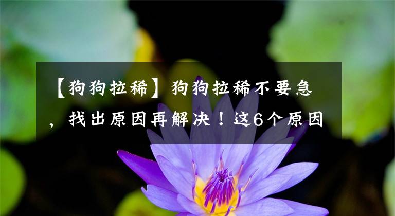 【狗狗拉稀】狗狗拉稀不要急，找出原因再解决！这6个原因是最常见！