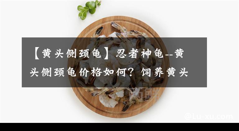 【黄头侧颈龟】忍者神龟--黄头侧颈龟价格如何？饲养黄头侧颈龟需要注意什么？