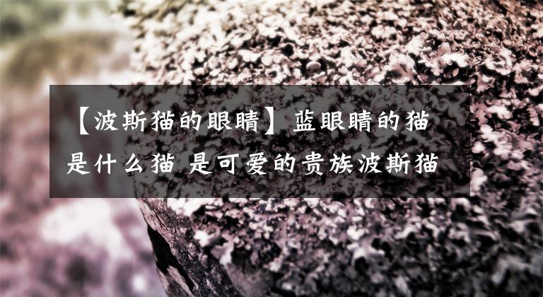 【波斯猫的眼睛】蓝眼睛的猫是什么猫 是可爱的贵族波斯猫