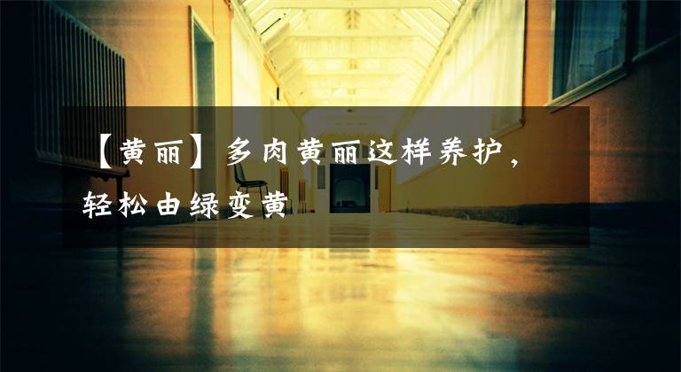 【黄丽】多肉黄丽这样养护，轻松由绿变黄