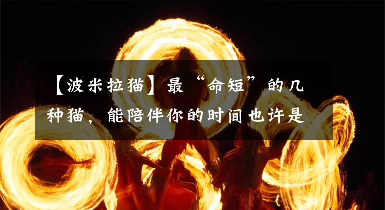 【波米拉猫】最“命短”的几种猫，能陪伴你的时间也许是几年