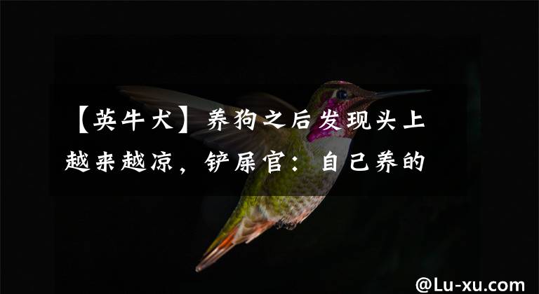 【英牛犬】养狗之后发现头上越来越凉，铲屎官：自己养的狗，秃着也要……