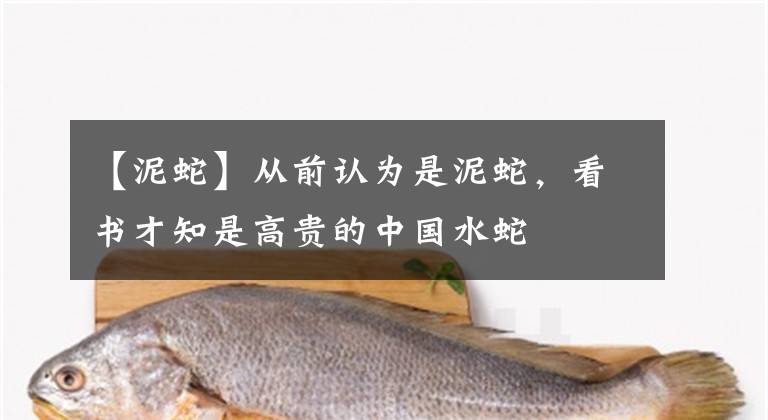 【泥蛇】从前认为是泥蛇，看书才知是高贵的中国水蛇