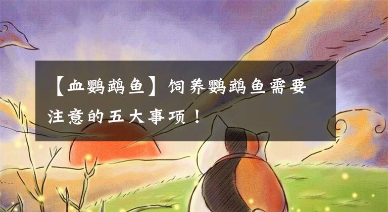 【血鹦鹉鱼】饲养鹦鹉鱼需要注意的五大事项！