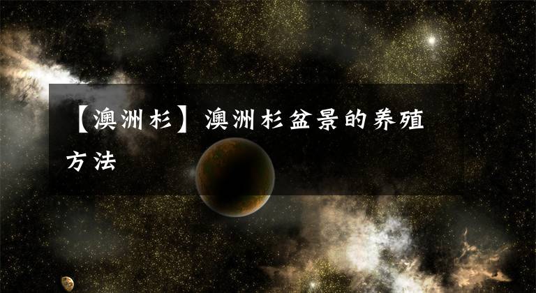 【澳洲杉】澳洲杉盆景的养殖方法