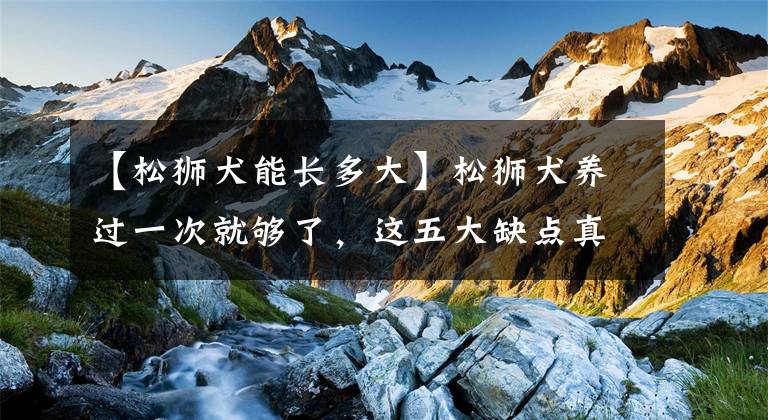 【松狮犬能长多大】松狮犬养过一次就够了，这五大缺点真的很难扛