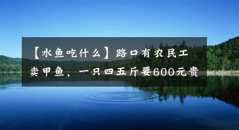 【水鱼吃什么】路口有农民工卖甲鱼，一只四五斤要600元贵吗，是野生的吗？