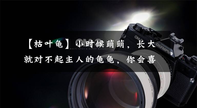 【枯叶龟】小时候萌萌，长大就对不起主人的龟龟，你会喜欢吗？