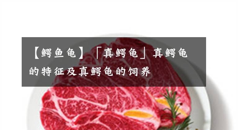 【鳄鱼龟】「真鳄龟」真鳄龟的特征及真鳄龟的饲养