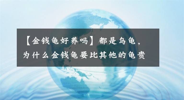 【金钱龟好养吗】都是乌龟，为什么金钱龟要比其他的龟贵好多倍？