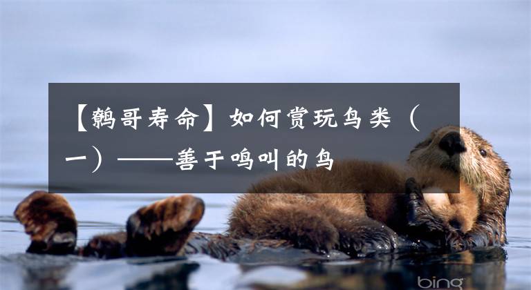 【鹩哥寿命】如何赏玩鸟类（一）——善于鸣叫的鸟
