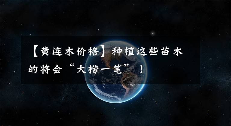 【黄连木价格】种植这些苗木的将会“大捞一笔”！