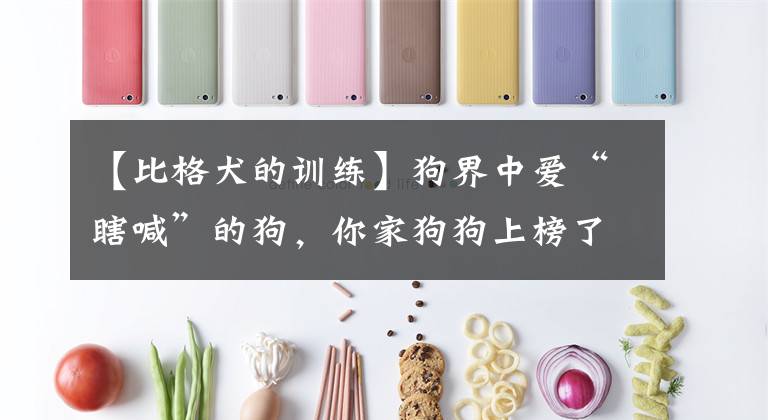 【比格犬的训练】狗界中爱“瞎喊”的狗，你家狗狗上榜了吗？