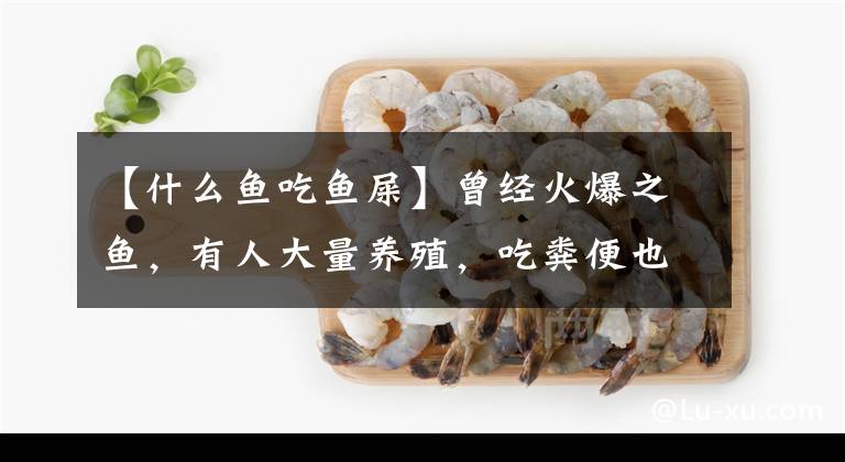 【什么鱼吃鱼屎】曾经火爆之鱼，有人大量养殖，吃粪便也能长大，如今遭人嫌“弃”