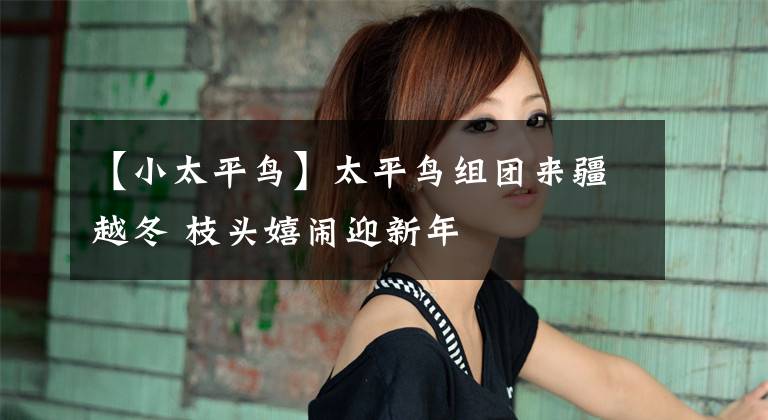 【小太平鸟】太平鸟组团来疆越冬 枝头嬉闹迎新年