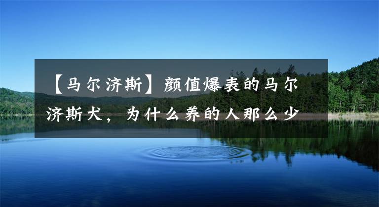 【马尔济斯】颜值爆表的马尔济斯犬，为什么养的人那么少？理由竟是这些