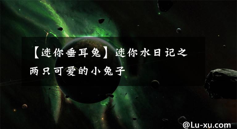【迷你垂耳兔】迷你水日记之两只可爱的小兔子