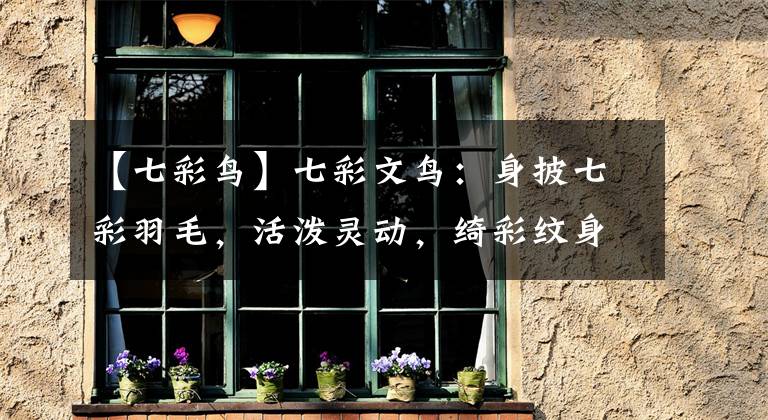 【七彩鸟】七彩文鸟：身披七彩羽毛，活泼灵动，绮彩纹身艳丽娆