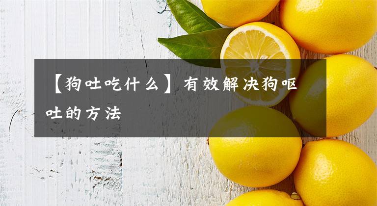 【狗吐吃什么】有效解决狗呕吐的方法