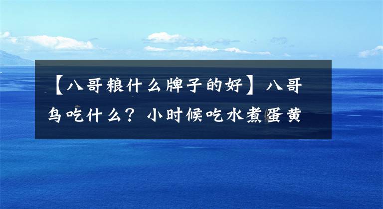 【八哥粮什么牌子的好】八哥鸟吃什么？小时候吃水煮蛋黄或花生。