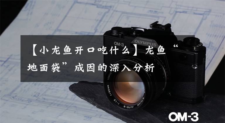 【小龙鱼开口吃什么】龙鱼“地面袋”成因的深入分析