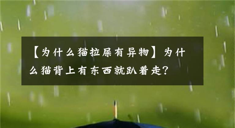 【为什么猫拉屎有异物】为什么猫背上有东西就趴着走？