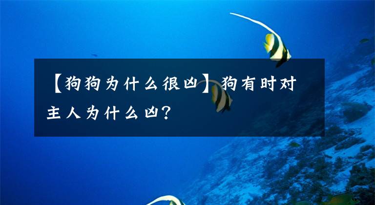 【狗狗为什么很凶】狗有时对主人为什么凶？