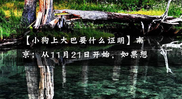 【小狗上大巴要什么证明】南京：从11月21日开始，如果想带动物乘坐公交车，必须凭凭证出发