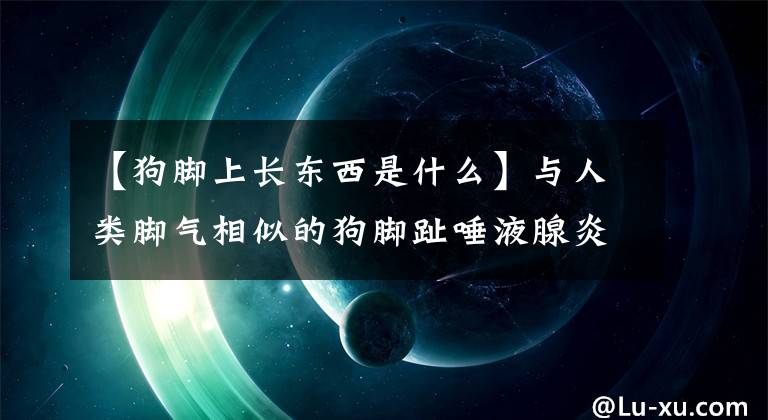 【狗脚上长东西是什么】与人类脚气相似的狗脚趾唾液腺炎本来就是因为太干净而造成的灾难