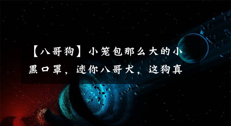 【八哥狗】小笼包那么大的小黑口罩，迷你八哥犬，这狗真是萌上天了！