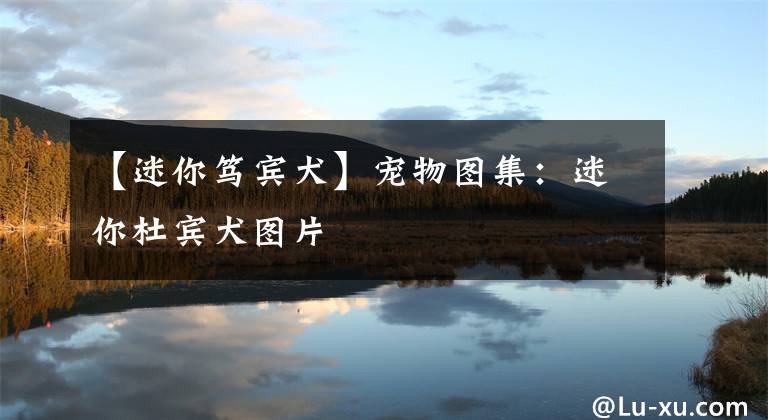 【迷你笃宾犬】宠物图集：迷你杜宾犬图片