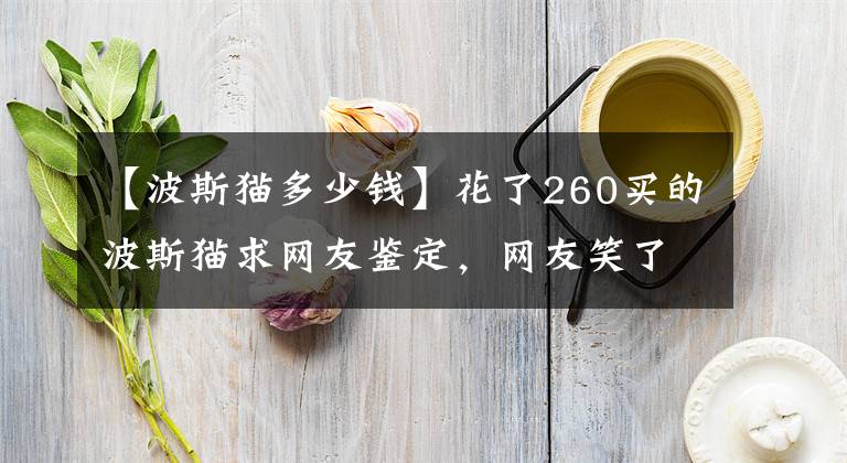 【波斯猫多少钱】花了260买的波斯猫求网友鉴定，网友笑了