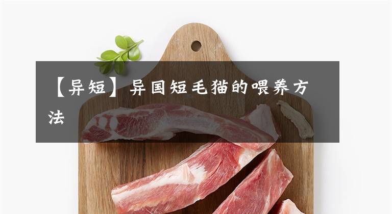 【异短】异国短毛猫的喂养方法