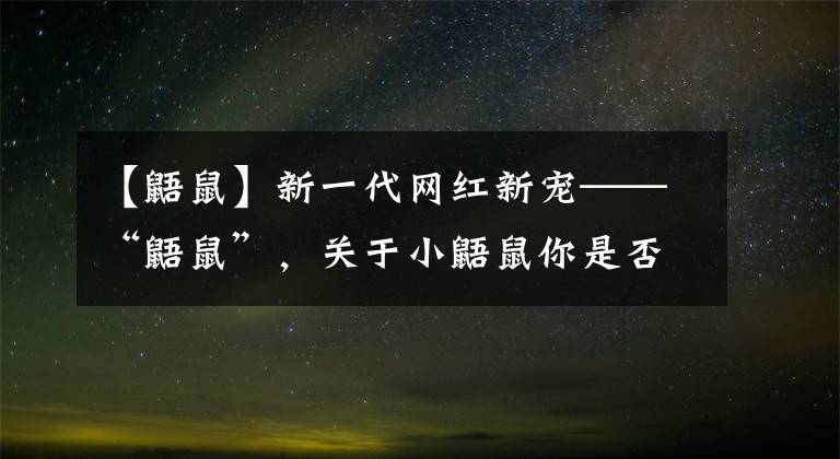 【鼯鼠】新一代网红新宠——“鼯鼠”，关于小鼯鼠你是否有很多问号