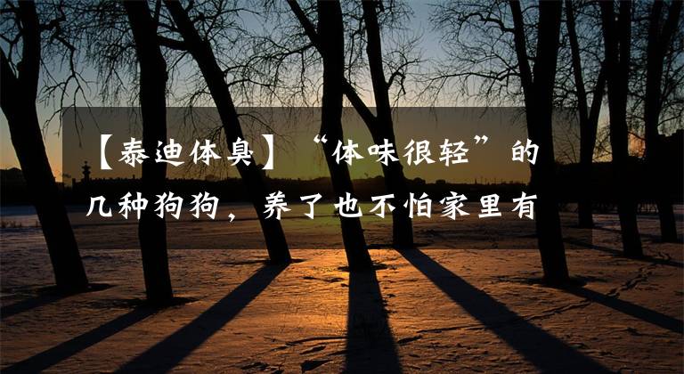 【泰迪体臭】“体味很轻”的几种狗狗，养了也不怕家里有狗臭