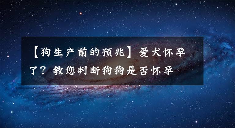 【狗生产前的预兆】爱犬怀孕了？教您判断狗狗是否怀孕