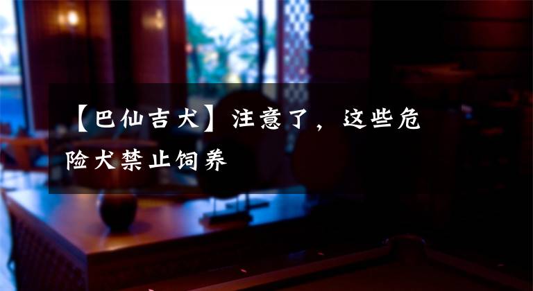 【巴仙吉犬】注意了，这些危险犬禁止饲养