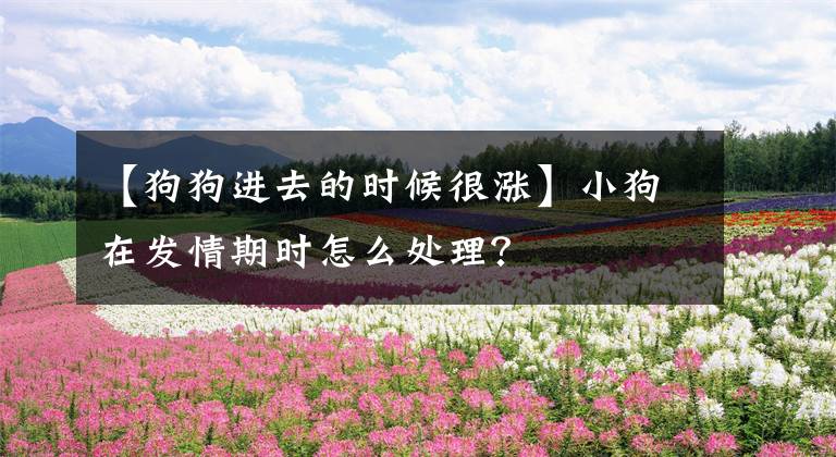 【狗狗进去的时候很涨】小狗在发情期时怎么处理？