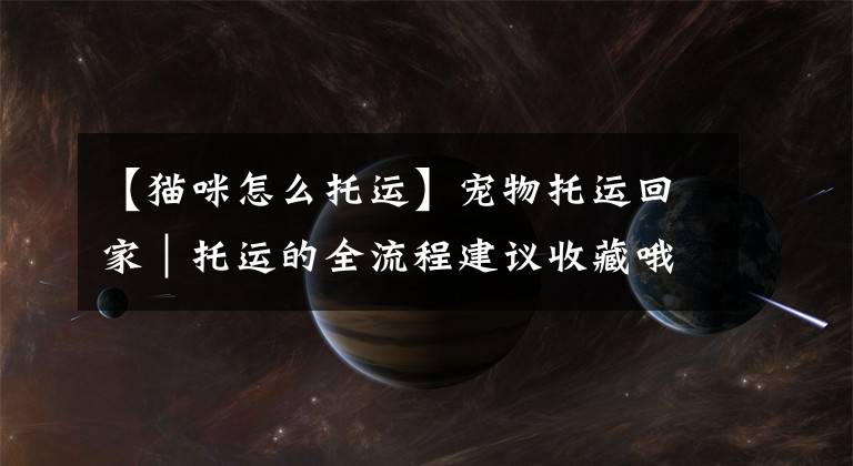 【猫咪怎么托运】宠物托运回家｜托运的全流程建议收藏哦