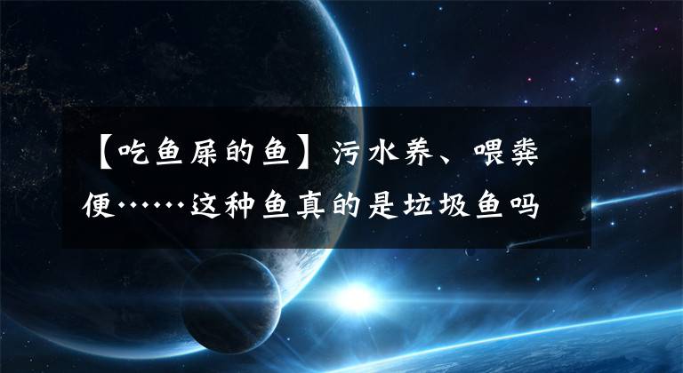 【吃鱼屎的鱼】污水养、喂粪便……这种鱼真的是垃圾鱼吗？真相来了